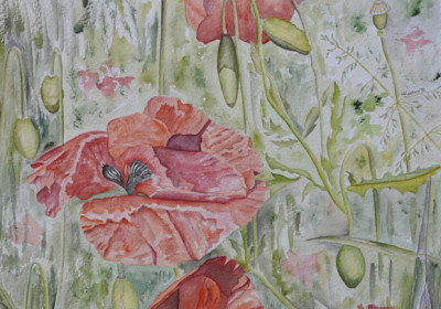 Papaveri 30x45